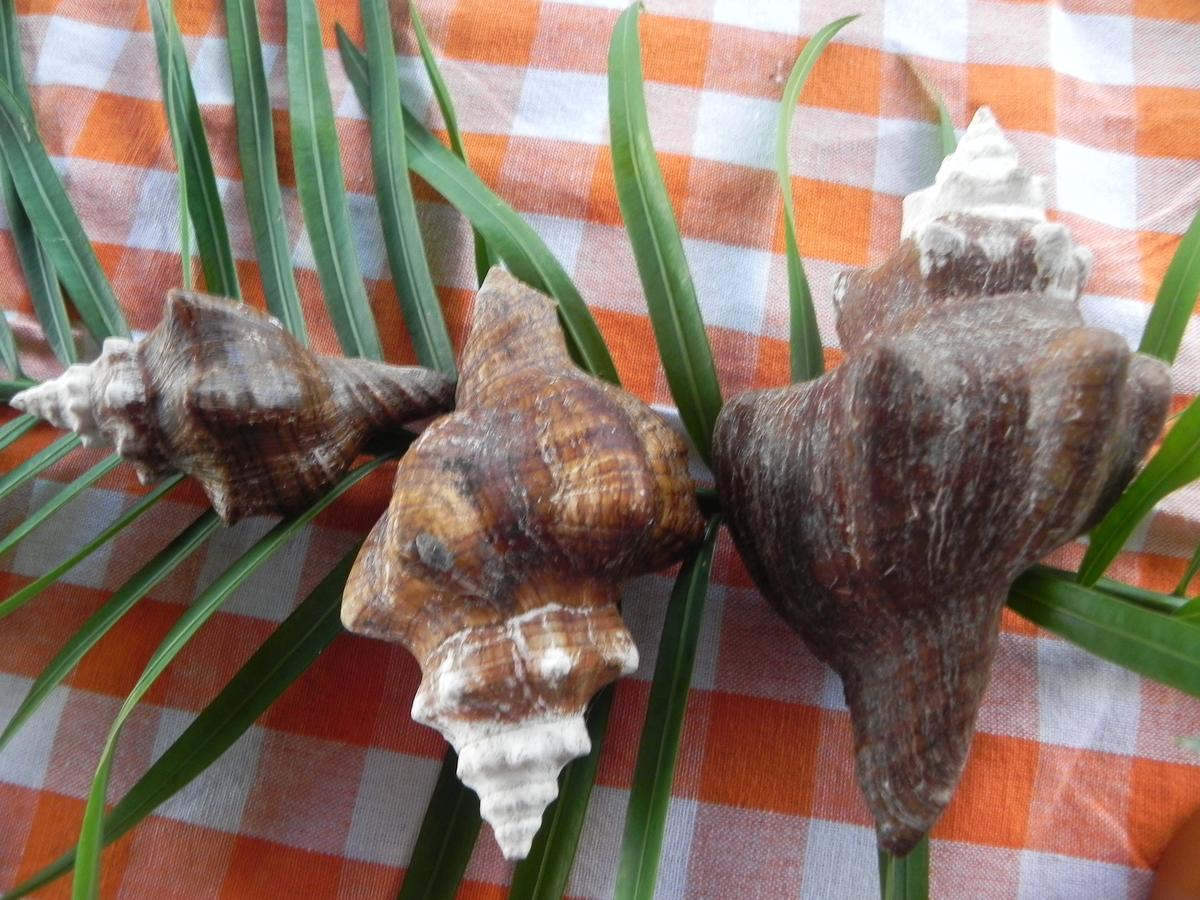 Chez Clenya Guesthouse La Ferme Zewnętrze zdjęcie